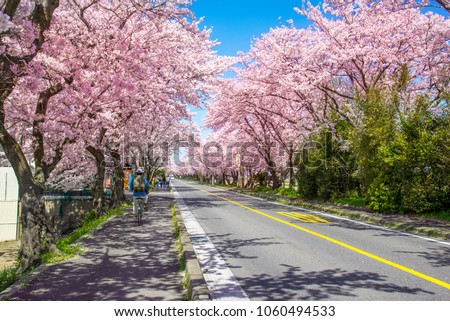 cherry blossom on roadside in japan.cherry, sakura, background, spring, pink, nature, blossom, tree, japan, flower, season, floral, beautiful, white, landscape, garden, bloom, illustration, japanese,  Royalty-Free Stock Photo #1060494533