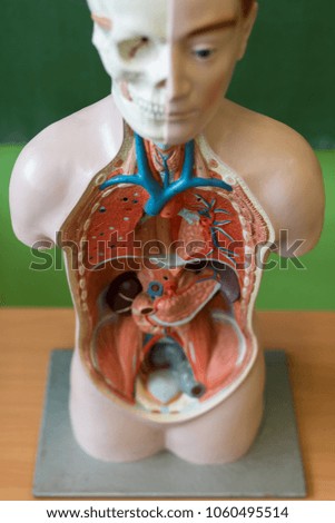 Artificial human body model. Biology class. Anatomy teaching aid. Education concept.