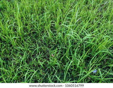 Full pattern of a growing grasses 