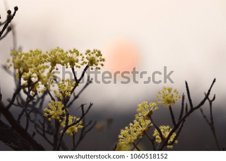 Yellow cornus fruit flowers that are turned against the setting sun.