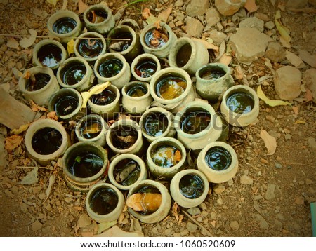 Earthen pots kept full of water in garden for thirsty birds in summer