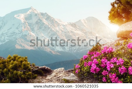 Unsurpassed sunrise in the mountains with Fresh pink rhododendron flowers. and majestic mountains peak on background, under sunlit. Amazing Natural Scene. Gorgeous Sunset at springtime. Creative image