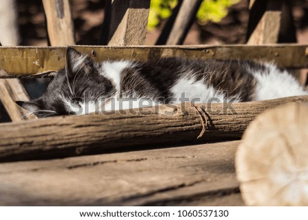 Cat sleeps on logs