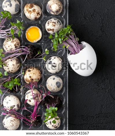 Palette with fresh quail eggs and watercress on a black textured background.
