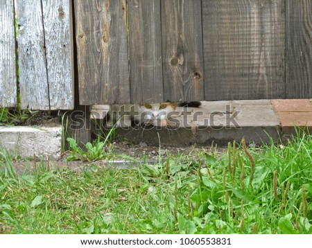 a cat looks out from under the gate