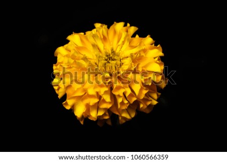marigold flower closeup nature background