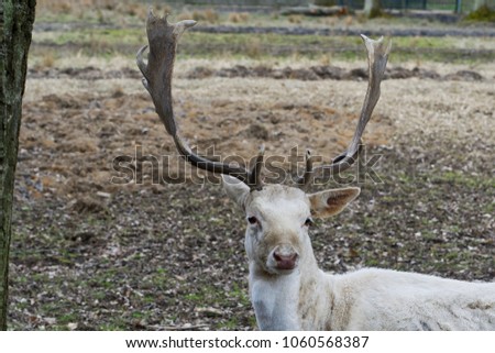 Herd of white fallow deer (Dama dama) in nature