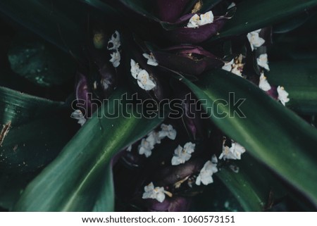 Boat-lily, Oyster Lily, Candle Lily