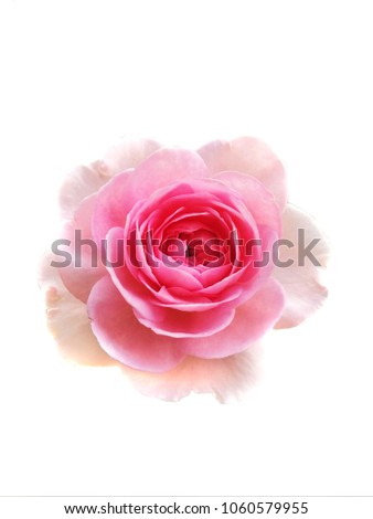 The pink rose become fully open roses on the white background. Mon Coeur is Rose - pink, lighter edges. Moderate, damask, musk fragrance. It bred by Takunori Kimura. Introduced in Japan.