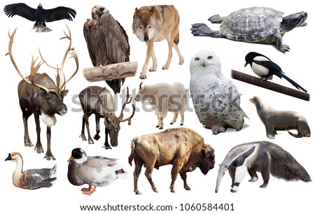 assortment of many north american wild birds and mammal animals isolated on white background
