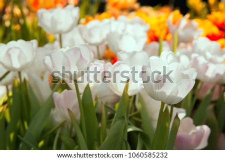 Pale pink tulips in the sunlight