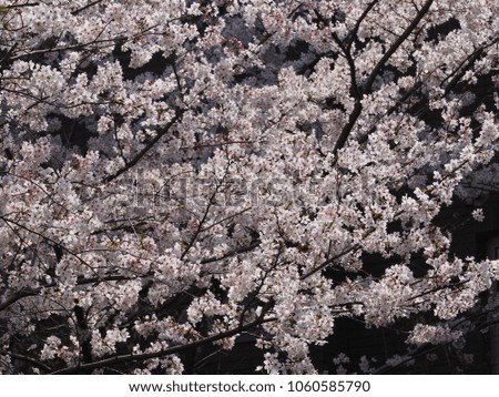 The beautiful and white cherry blossoms blooming in spring