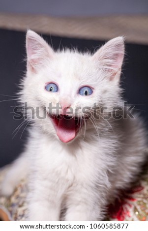 small white kitten kitten yawning wide open mouth showing pink tongue