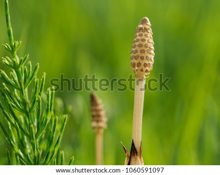 Spore stem of field horsetail  in spring field Royalty-Free Stock Photo #1060591097