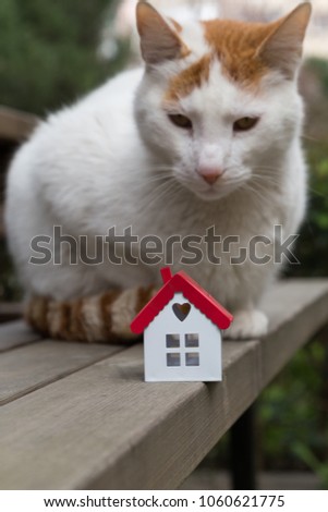 cat and house on the seat photo for real estate and mortgage investment.