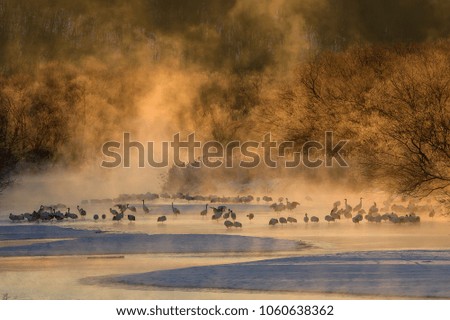 snow dance in nature. Wildlife scene from snowy nature. Dancing pair of Red-crowned crane with open wing in flight, with snow storm, Hokkaido, Japan. Bird in fly, winter scene with snow.
