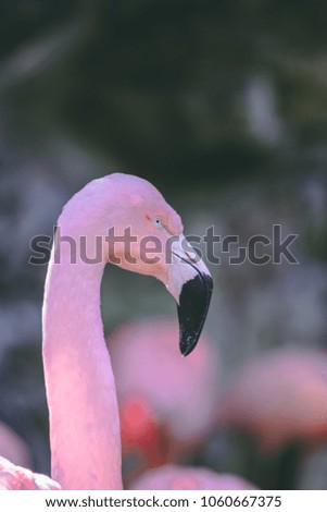 Pink Flamingos in lake