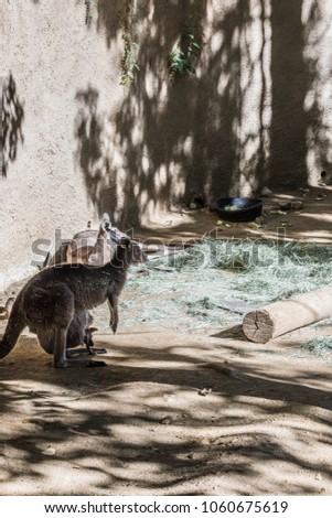 Kangaroo in park