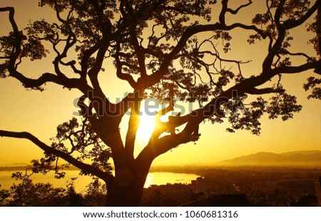 Silhouette Landscape, Sunset, Tree
