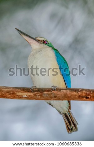 king fisher bird on the branch with nature background. Royalty-Free Stock Photo #1060685336