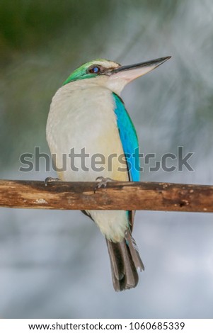 king fisher bird on the branch with nature background. Royalty-Free Stock Photo #1060685339