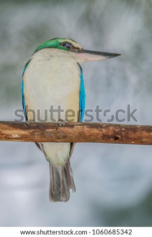 king fisher bird on the branch with nature background. Royalty-Free Stock Photo #1060685342