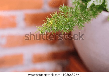 green plant and brick blurred background