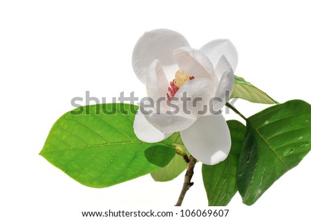 magnolia sieboldii flower and leaves isolated on white background