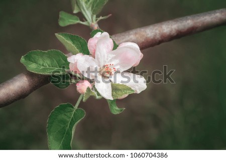Close up of blooming apple tree on blurred green background . Macro photo with shallow depth of field, toned.