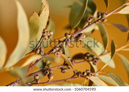 A branch of an eucalyptus with the seeds