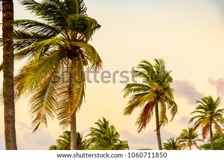 Palm tree against blue sky at sunset