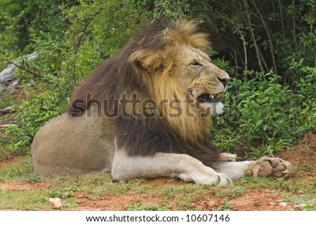 Large Male lion shows his displeasure having his picture taken