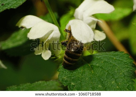 Macro of a Caucasian bee Apis mellifera collecting pollen and nectar on a flower of nettle Lamium album in the foothills of the Caucasus                              