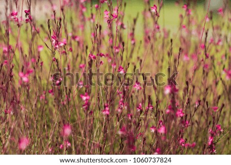 Close Up of wild dry flowers on the mountain on blue sky background