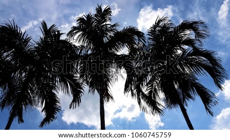 Silhouette of plam trees under the blue sky at noon