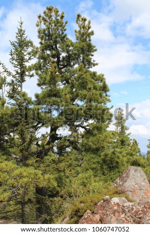 Photo of the Siberian mountains with a dense coniferous forest. Summer blue sky and clean air.