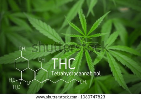 Cannabis Picture of  Formula THC