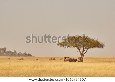 Elephants chasing shadows