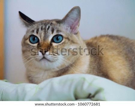 blue eye cat on bed