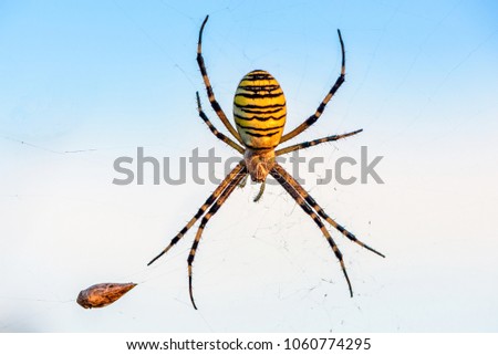 A female spider of argiope Bruennichi sits in his web against the blue sky