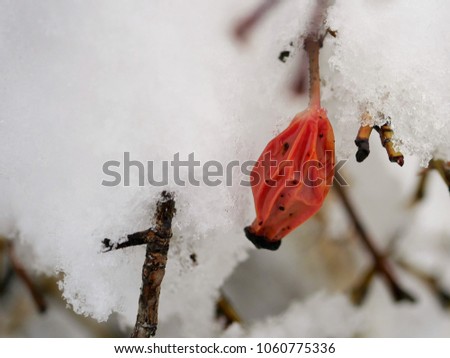 berries in snow