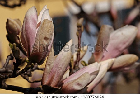 magnolia flowers in italy