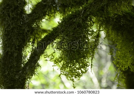 A large openwork green moss hangs on a branch close-up on a light background.