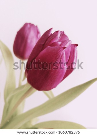 Beautiful dark pink spring tulips