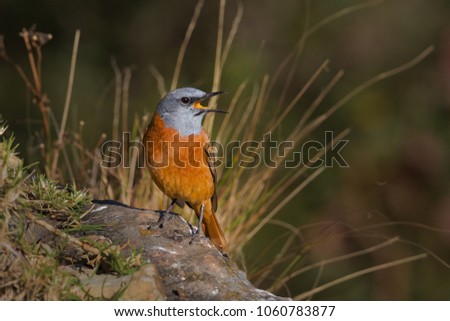 An horizontal image of a cape rock thrush (monticola rupestris) sitting on a rock with an open beak in golden light against an out of focus background in the Giants Castle Nature Reserve South Africa. Royalty-Free Stock Photo #1060783877