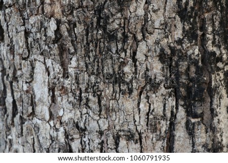 Brown bark in the rainforest
