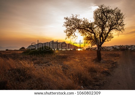 Image of tree silhouette on sunset background, Egina, Greece