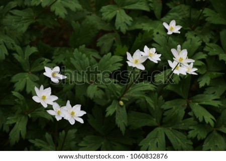 Flowers blooming in the mountains "Soft windflower"