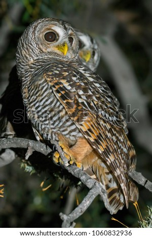 Couple of Chaco Owls, Strix chacoensis, in natural habitat, Chaco forest