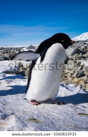 Adele penguin on the way